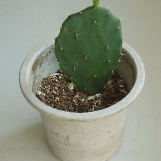 ウチワサボテン鉢植え