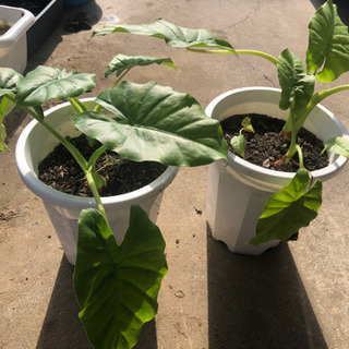 観葉植物　クワズイモ　鉢ごと　1鉢