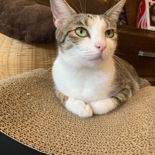 一緒に保護猫カフェを作っていきませんか？