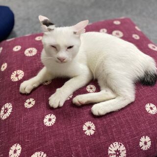 一緒に保護猫カフェを作っていきませんか？の画像
