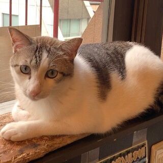 一緒に保護猫カフェを作っていきませんか？の画像