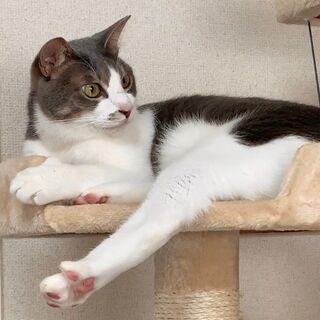 一緒に保護猫カフェを作っていきませんか？の画像