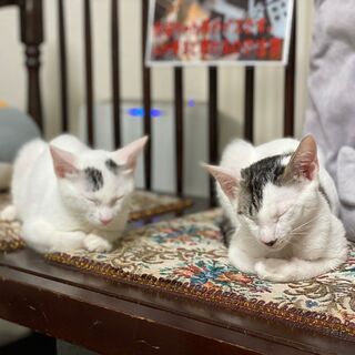 一緒に保護猫カフェを作っていきませんか？の画像