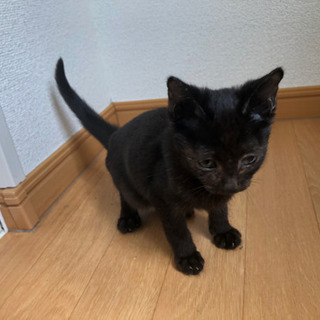 里親さんが見つかりました！