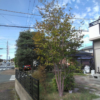 庭木の剪定