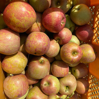 加工用　色付く前に　葉摘の際　はねた　ふじりんご　色浅い　ですが...