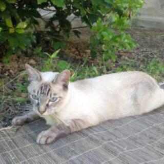 迷い猫　探しています