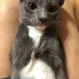 くつ下模様足の猫ちゃん達♪♪