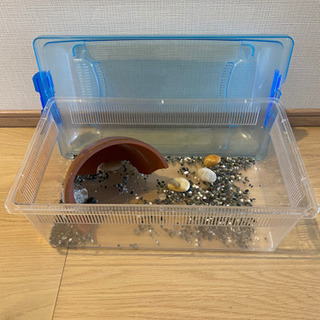 かめ ザリガニ 水槽 ヤドカリ 
