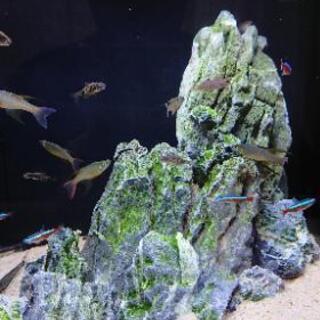 熱帯魚差し上げます！