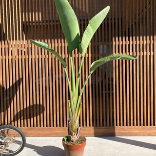 旅人の木　大　タビビトノキ　観葉植物