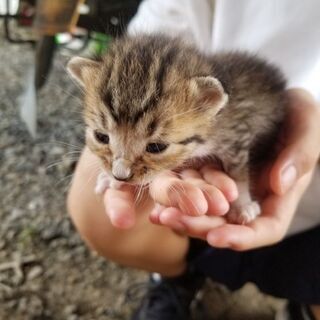 生後２週間ほどの子猫の里親募集