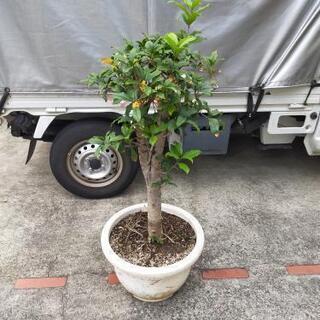 キンモクセイ　金木犀　特大　幹太　庭木　常緑樹