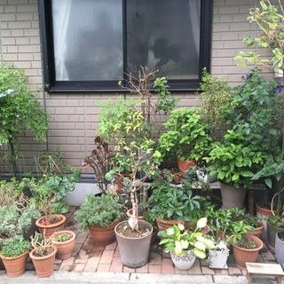 植木　花　植物