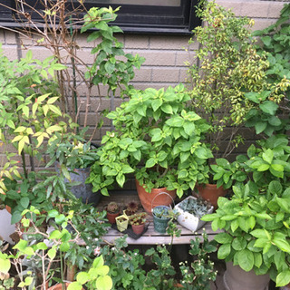 植木　花　植物の画像