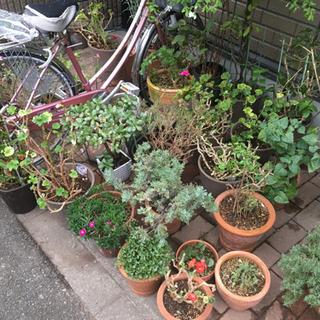 植木　花　植物の画像