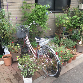 植木　花　植物の画像