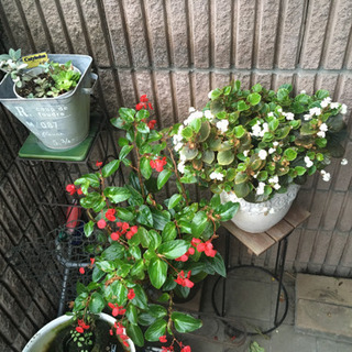 植木　花　植物の画像