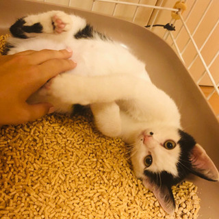 ハチワレの可愛い男の子猫！ホクロみたいな模様がチャームポイントです。 - 松山市