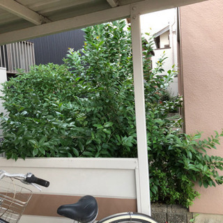 植木の剪定をお願いします(^-^)