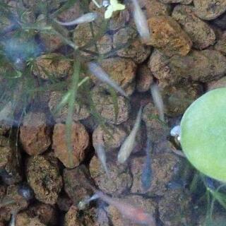 メダカ稚魚+石巻貝