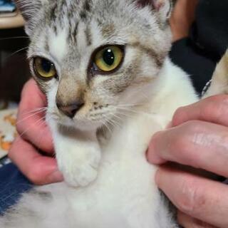 サバ白の♂️　里親募集 - 高島市