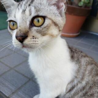 サバ白の♂️　里親募集 - 猫