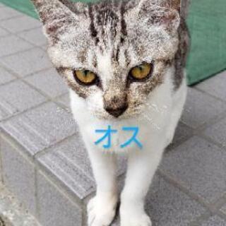 サバ白の♂️　里親募集