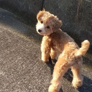 犬好きグルチャです★