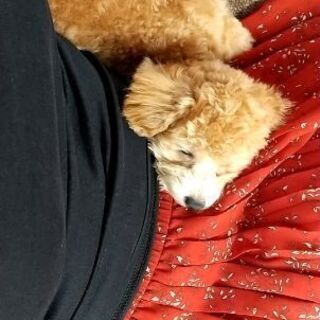 犬好きな人、話しましょう☆
