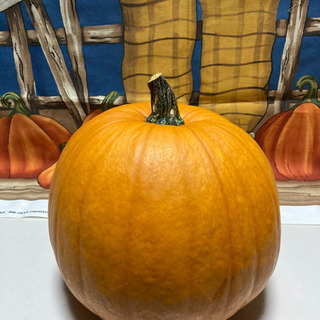 お値下げ🎃ハロウィン　生かぼちゃ　ぼっちゃり型の画像