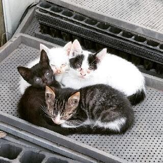 子猫
