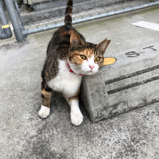 至急、飼主さん募集中