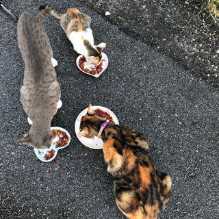 至急、飼主さん募集