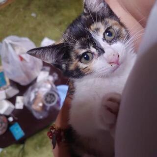 三毛猫マリアちゃん✨