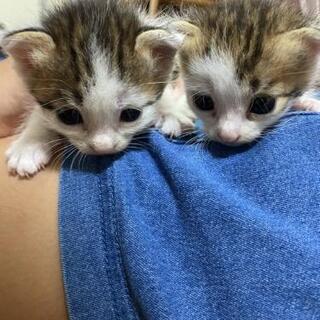 生後１０日～２０日の子猫です