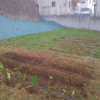 【格安にします】家庭菜園では物足りないかた、畑を借りたいかたを探...