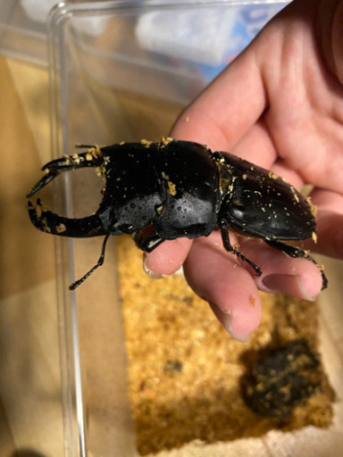 オオクワガタ　大型個体！値下げしました。
