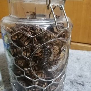 メタセコイアのジャーインテリアの画像