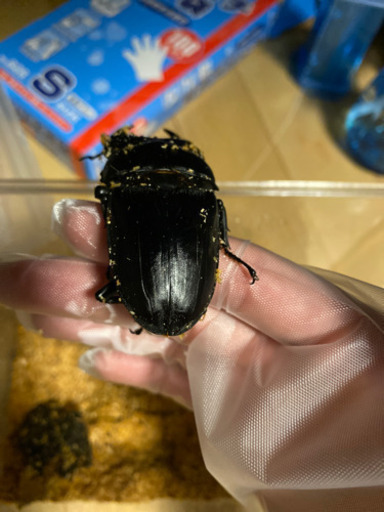 オオクワガタ　大型個体！値下げしました。