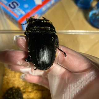 オオクワガタ 大型個体！値下げしました。