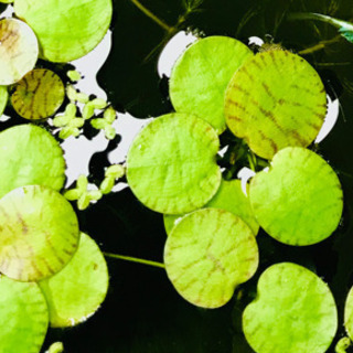 《無農薬》アマゾンフロッグピット30株☘の画像