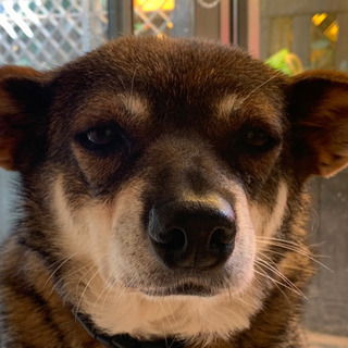 大型犬、中型犬の散歩をお願いします。