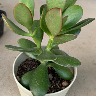 金の成る木/挿し木/多肉植物