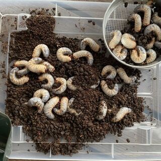 国産カブトムシ幼虫３０匹