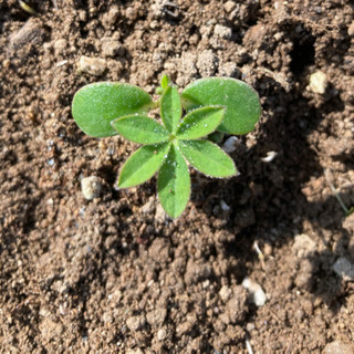 【現在お話し中の方で受付を終了致します】自家余剰分のルピナスの幼苗お譲りします。の画像