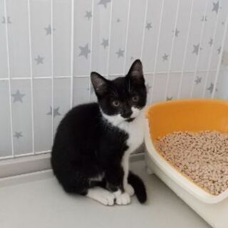 保護猫を迎えよう！生後２ヶ月半。No.67くん。