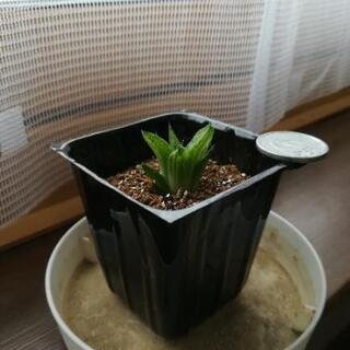 ハオルチア 氷砂糖 【玉緑錦】極美肉厚透明窓 カキコの画像