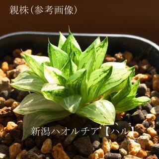 ハオルチア 氷砂糖 【玉緑錦】極美肉厚透明窓 カキコの画像