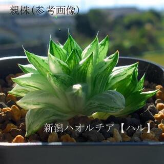 ハオルチア 氷砂糖 【玉緑錦】極美肉厚透明窓 カキコ